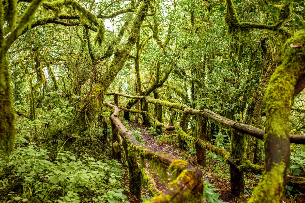 Bosque de laurisilva del Parque Nacional de Garajonay, La Gomera