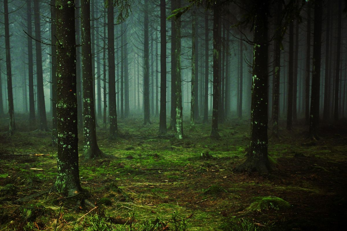 Tradiciones de Todos los Santos en España: bosque con niebla en Galicia durante el Samaín