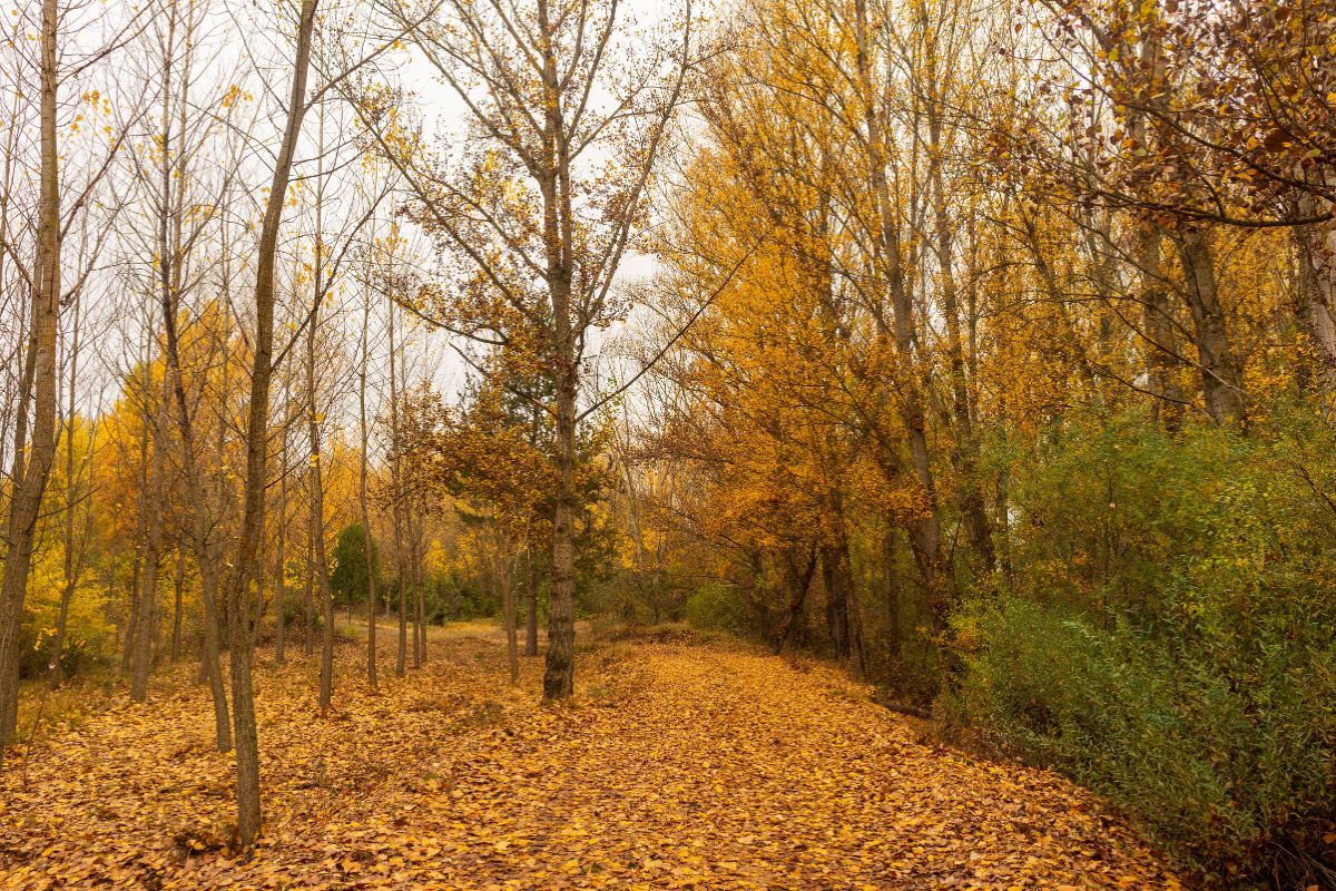 Camino cubierto de hojas amarillas en otoño, paisaje de la leyenda del Monte de las Ánimas